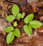 Dwarf ginseng